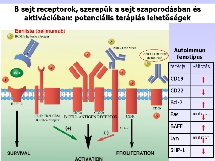 B sejt receptorok, szerepük a sejt szaporodásban és aktivációban: potenciális terápiás lehetőségek Benlista (belimumab)