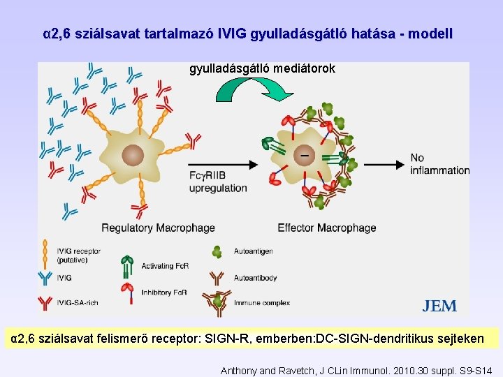 α 2, 6 sziálsavat tartalmazó IVIG gyulladásgátló hatása - modell gyulladásgátló mediátorok α 2, α 2, 6 sziálsavat tartalmazó IVIG gyulladásgátló hatása - modell gyulladásgátló mediátorok α 2,