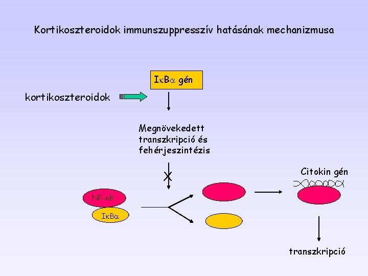 Kortikoszteroidok immunszuppresszív hatásának mechanizmusa Ik. Ba gén kortikoszteroidok Megnövekedett transzkripció és fehérjeszintézis X Citokin Kortikoszteroidok immunszuppresszív hatásának mechanizmusa Ik. Ba gén kortikoszteroidok Megnövekedett transzkripció és fehérjeszintézis X Citokin
