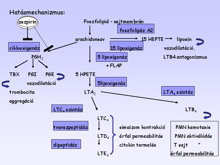 Hatásmechanizmus: Foszfolipid - sejtmembrán aszpirin foszfolipáz A 2 arachidonsav 15 HEPTE ciklooxigenáz 15 lipoxigenáz Hatásmechanizmus: Foszfolipid - sejtmembrán aszpirin foszfolipáz A 2 arachidonsav 15 HEPTE ciklooxigenáz 15 lipoxigenáz