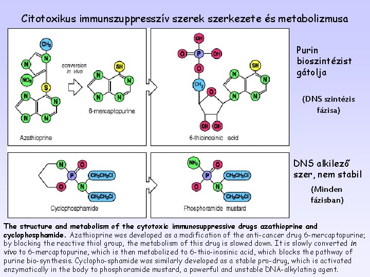 Citotoxikus immunszuppresszív szerek szerkezete és metabolizmusa Purin bioszintézist gátolja (DNS szintézis fázisa) DNS alkilező Citotoxikus immunszuppresszív szerek szerkezete és metabolizmusa Purin bioszintézist gátolja (DNS szintézis fázisa) DNS alkilező