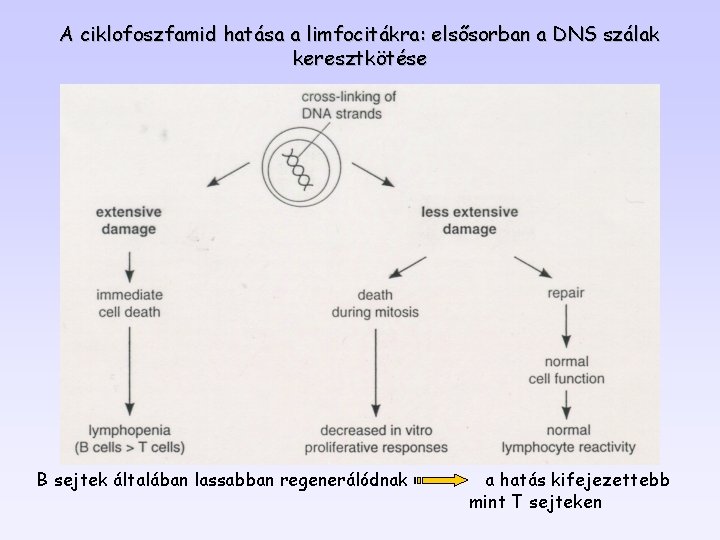 A ciklofoszfamid hatása a limfocitákra: elsősorban a DNS szálak keresztkötése B sejtek általában lassabban