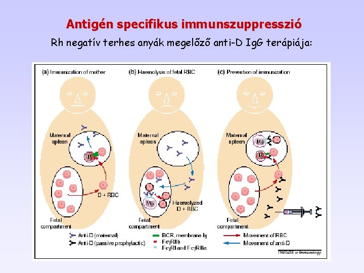 Antigén specifikus immunszuppresszió Rh negatív terhes anyák megelőző anti-D Ig. G terápiája: Antigén specifikus immunszuppresszió Rh negatív terhes anyák megelőző anti-D Ig. G terápiája:
