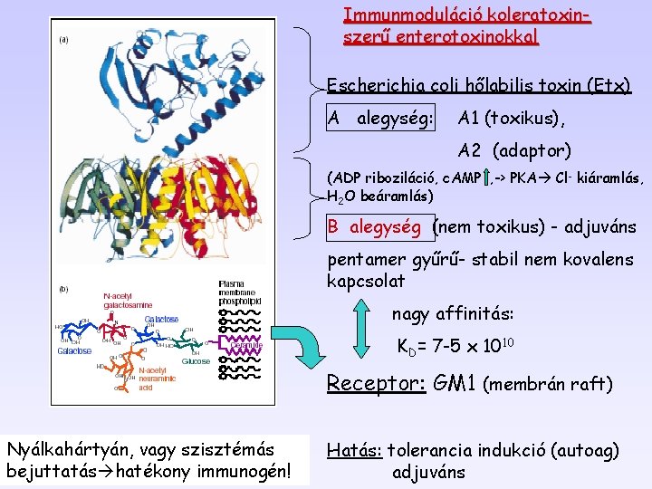 Immunmoduláció koleratoxinszerű enterotoxinokkal Escherichia coli hőlabilis toxin (Etx) A alegység: A 1 (toxikus), A