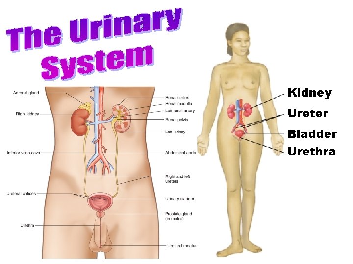 Urinary System Kidney Ureter Bladder Urethra 1 