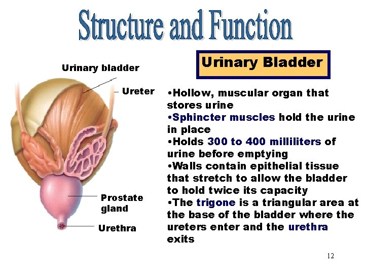 Urinary System Kidney Ureter Bladder Urethra 1 Objectives
