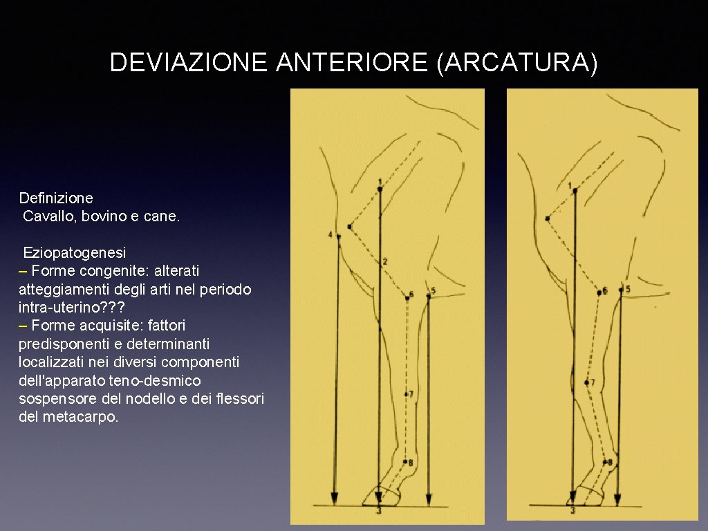 DEVIAZIONE ANTERIORE (ARCATURA) Definizione Cavallo, bovino e cane. Eziopatogenesi – Forme congenite: alterati atteggiamenti