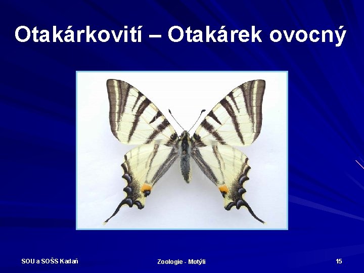 Otakárkovití – Otakárek ovocný SOU a SOŠS Kadaň Zoologie - Motýli 15 