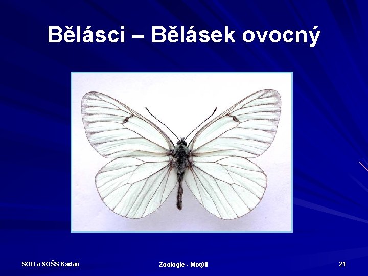 Bělásci – Bělásek ovocný SOU a SOŠS Kadaň Zoologie - Motýli 21 