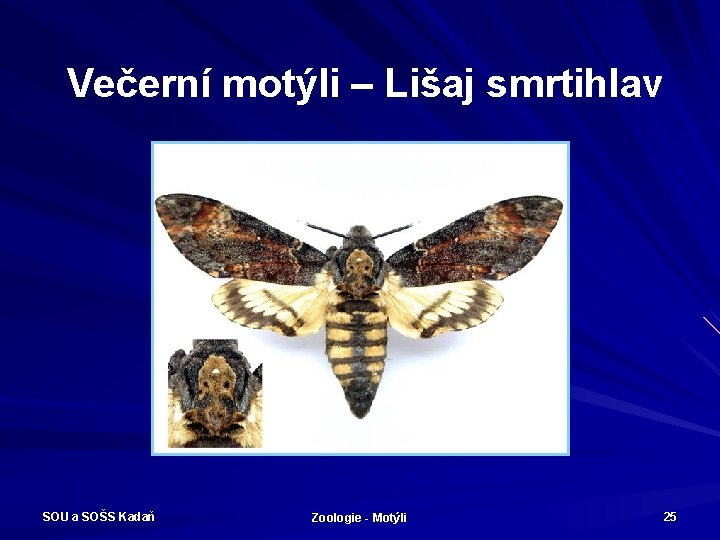 Večerní motýli – Lišaj smrtihlav SOU a SOŠS Kadaň Zoologie - Motýli 25 
