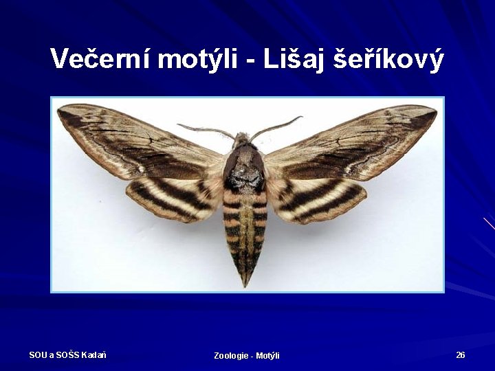 Večerní motýli - Lišaj šeříkový SOU a SOŠS Kadaň Zoologie - Motýli 26 