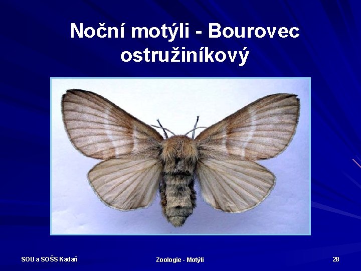 Noční motýli - Bourovec ostružiníkový SOU a SOŠS Kadaň Zoologie - Motýli 28 