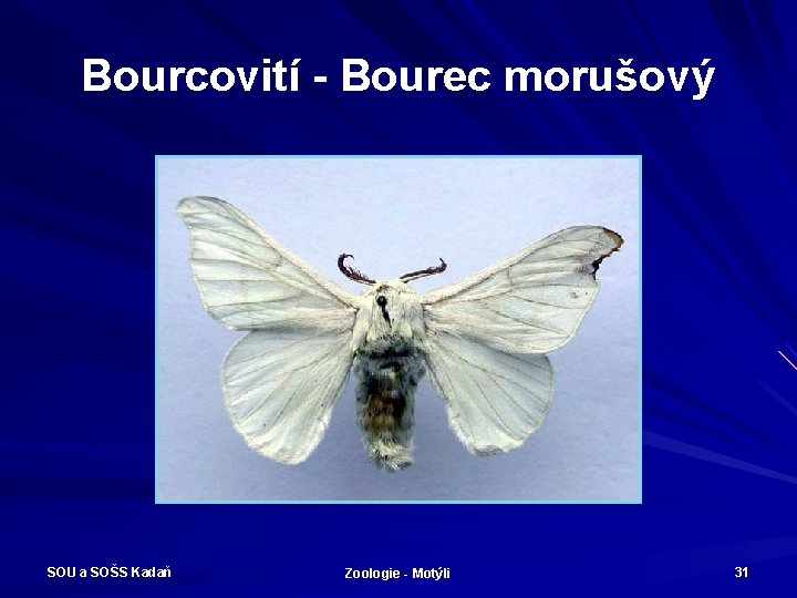 Bourcovití - Bourec morušový SOU a SOŠS Kadaň Zoologie - Motýli 31 