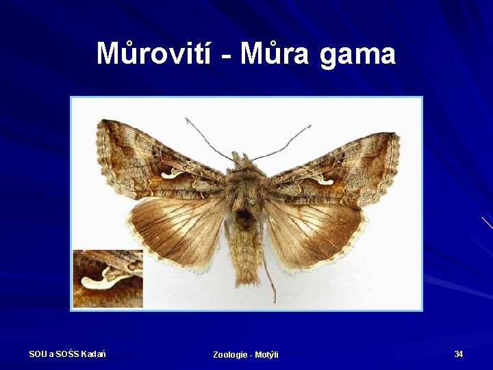 Můrovití - Můra gama SOU a SOŠS Kadaň Zoologie - Motýli 34 
