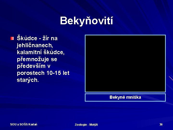 Bekyňovití Škůdce - žír na jehličnanech, kalamitní škůdce, přemnožuje se především v porostech 10