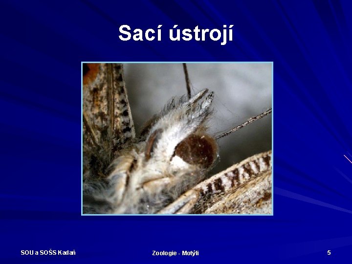 Sací ústrojí SOU a SOŠS Kadaň Zoologie - Motýli 5 