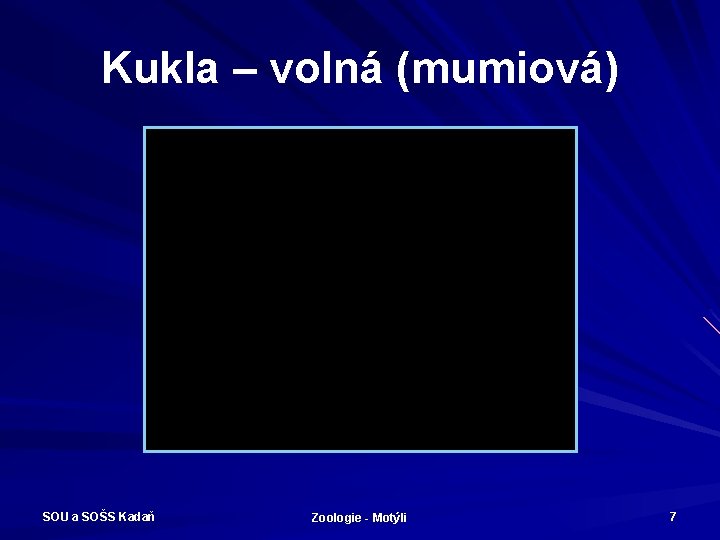 Kukla – volná (mumiová) SOU a SOŠS Kadaň Zoologie - Motýli 7 