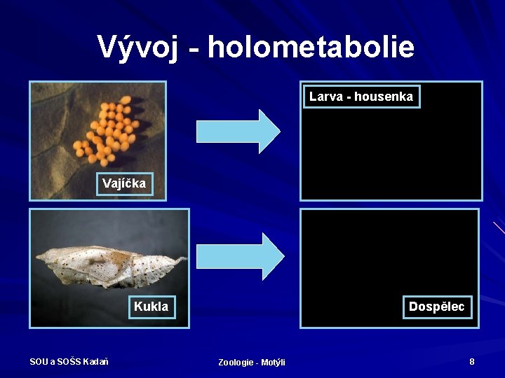 Vývoj - holometabolie Larva - housenka Vajíčka Kukla SOU a SOŠS Kadaň Dospělec Zoologie