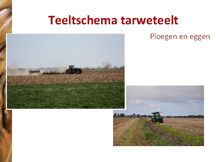 Teeltschema tarweteelt Ploegen en eggen 