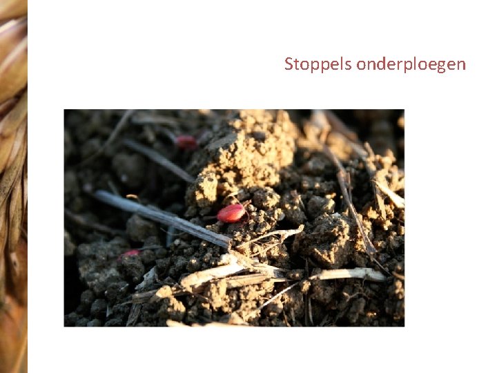 Stoppels onderploegen 