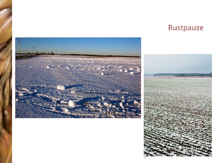 Rustpauze 