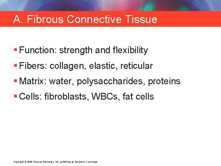 A. Fibrous Connective Tissue § Function: strength and flexibility § Fibers: collagen, elastic, reticular