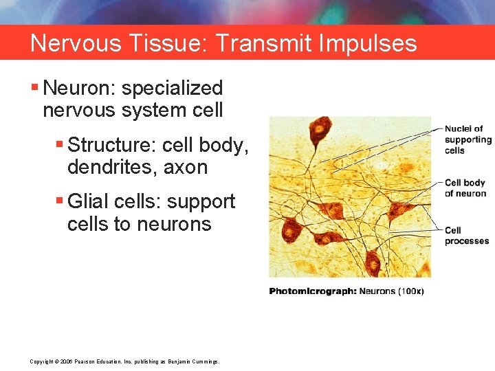 Nervous Tissue: Transmit Impulses § Neuron: specialized nervous system cell § Structure: cell body,