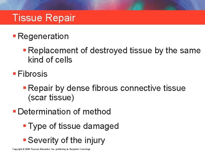 Tissue Repair § Regeneration § Replacement of destroyed tissue by the same kind of