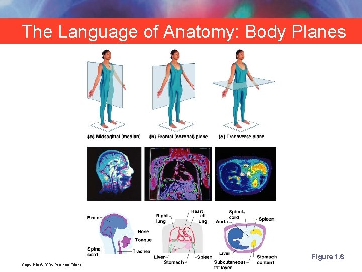 The Language of Anatomy: Body Planes Figure 1. 6 Copyright © 2006 Pearson Education,