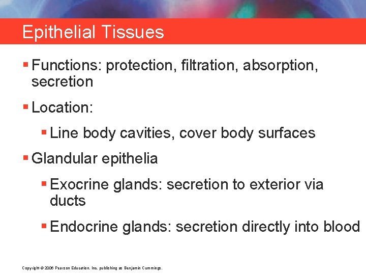 Epithelial Tissues § Functions: protection, filtration, absorption, secretion § Location: § Line body cavities,