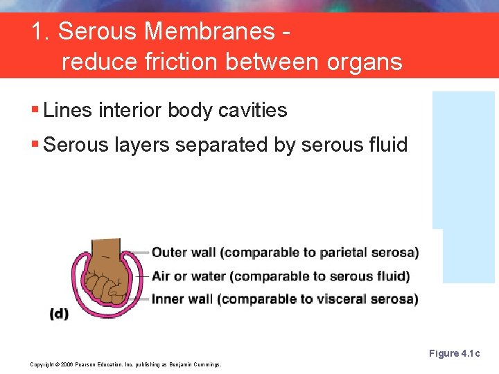 1. Serous Membranes reduce friction between organs § Lines interior body cavities § Serous