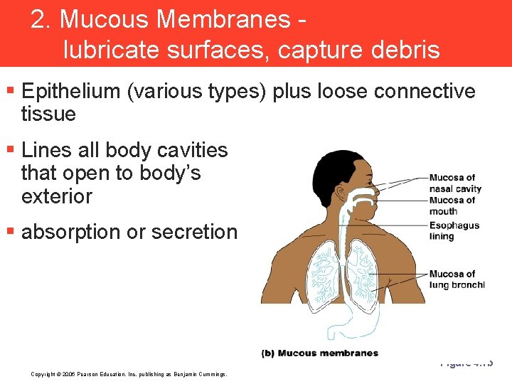2. Mucous Membranes lubricate surfaces, capture debris § Epithelium (various types) plus loose connective