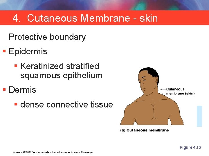 4. Cutaneous Membrane - skin Protective boundary § Epidermis § Keratinized stratified squamous epithelium