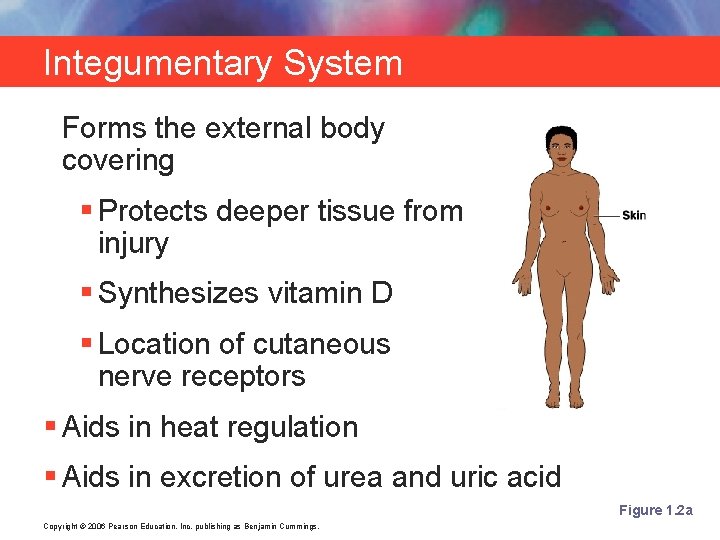 Integumentary System Forms the external body covering § Protects deeper tissue from injury §