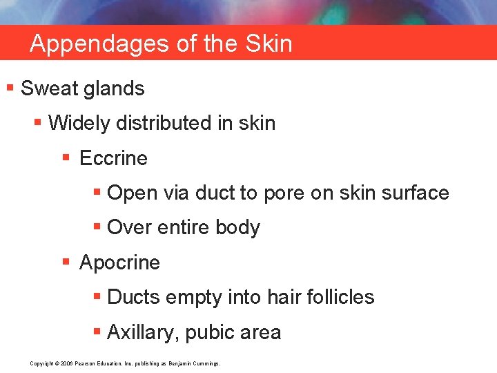 Appendages of the Skin § Sweat glands § Widely distributed in skin § Eccrine