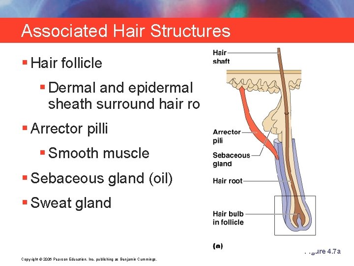 Associated Hair Structures § Hair follicle § Dermal and epidermal sheath surround hair root