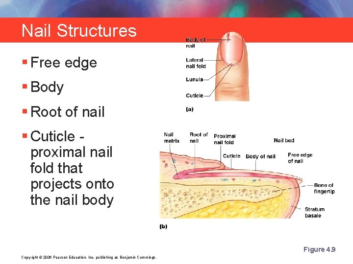 Nail Structures § Free edge § Body § Root of nail § Cuticle proximal