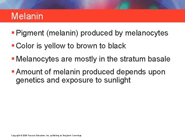 Melanin § Pigment (melanin) produced by melanocytes § Color is yellow to brown to