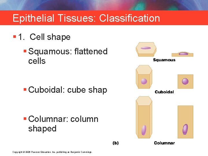 Epithelial Tissues: Classification § 1. Cell shape § Squamous: flattened cells § Cuboidal: cube