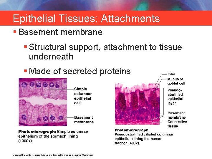 Epithelial Tissues: Attachments § Basement membrane § Structural support, attachment to tissue underneath §