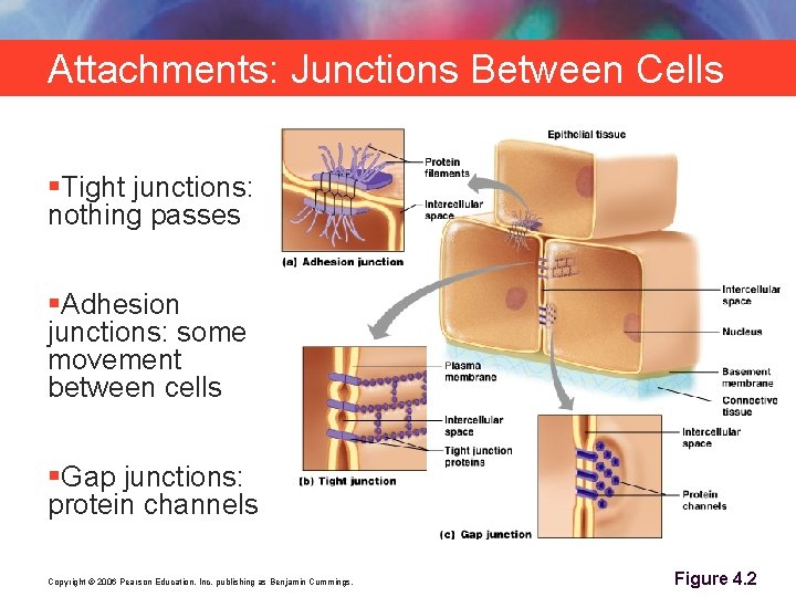 Attachments: Junctions Between Cells §Tight junctions: nothing passes §Adhesion junctions: some movement between cells