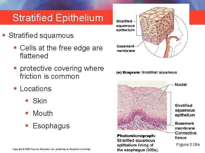 Stratified Epithelium § Stratified squamous § Cells at the free edge are flattened §