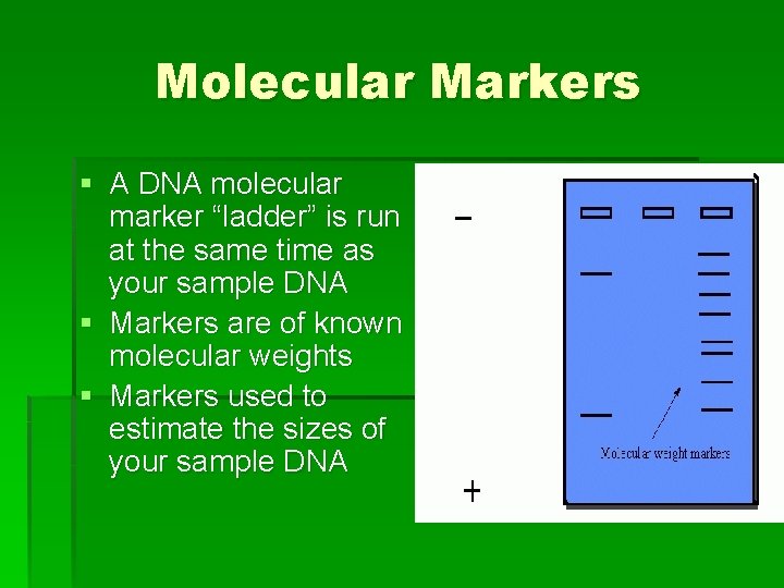 Molecular Markers § A DNA molecular marker “ladder” is run at the same time