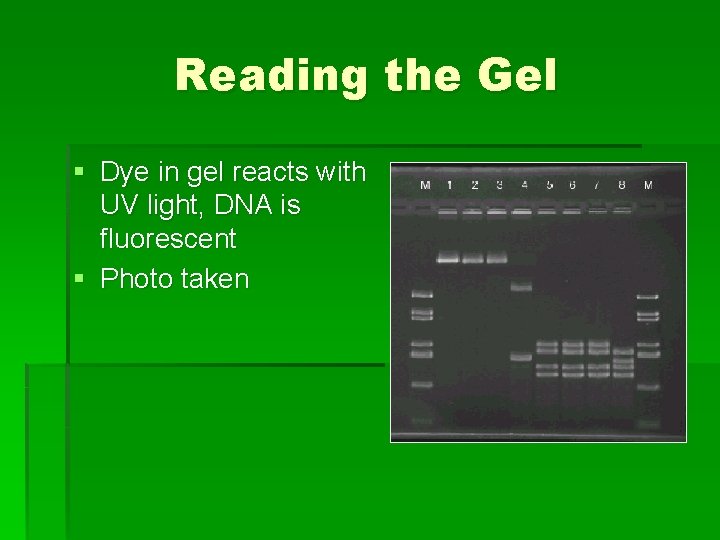 Reading the Gel § Dye in gel reacts with UV light, DNA is fluorescent