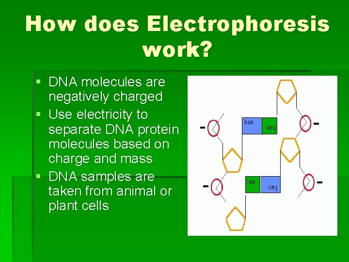 How does Electrophoresis work? § DNA molecules are negatively charged § Use electricity to