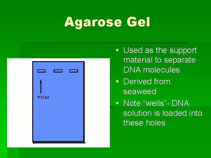 Agarose Gel § Used as the support material to separate DNA molecules § Derived