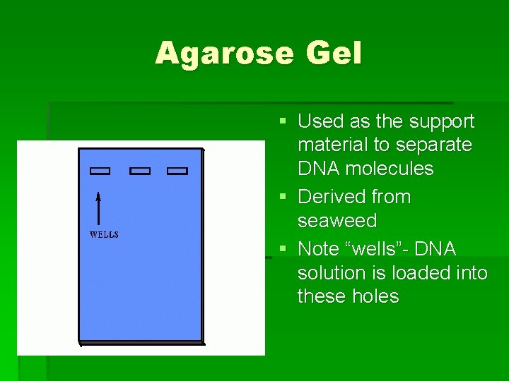 Agarose Gel § Used as the support material to separate DNA molecules § Derived