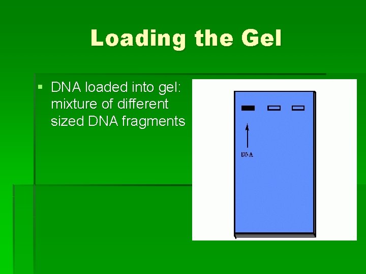 Loading the Gel § DNA loaded into gel: mixture of different sized DNA fragments