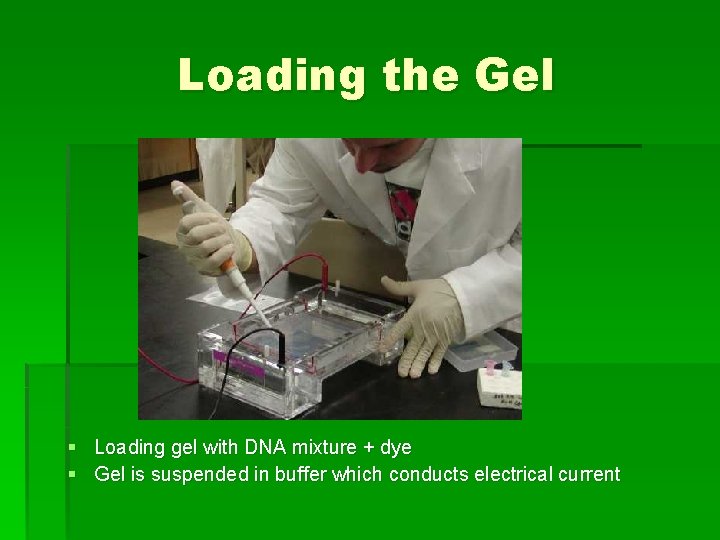 Loading the Gel § Loading gel with DNA mixture + dye § Gel is