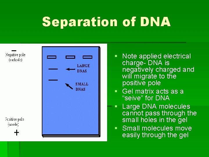 Separation of DNA § Note applied electrical charge- DNA is negatively charged and will